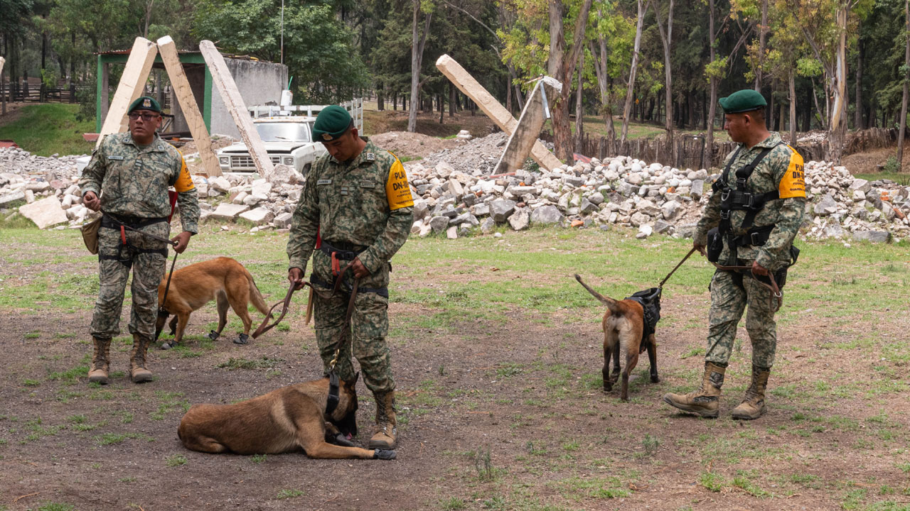 Héroes de Cuatro Patas: Los Perros del Ejército que Salvan Vidas y Previenen Desastres